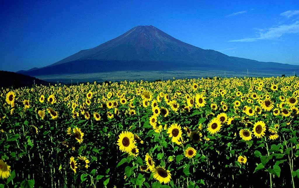 山中湖花之都公園