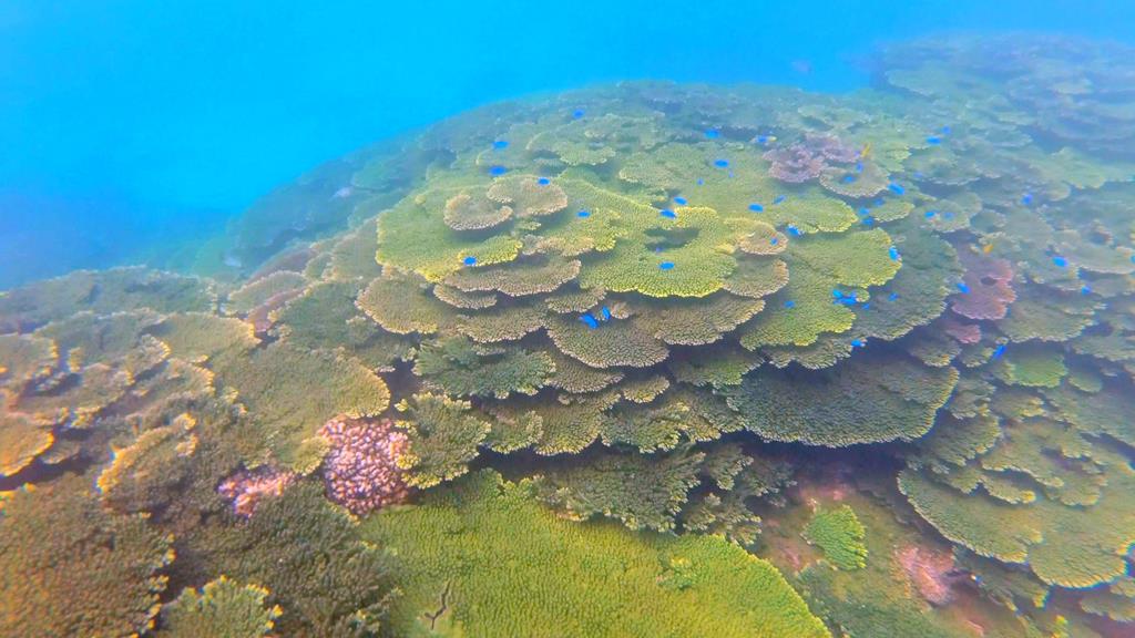 忘憂島浮潛 東嶼坪