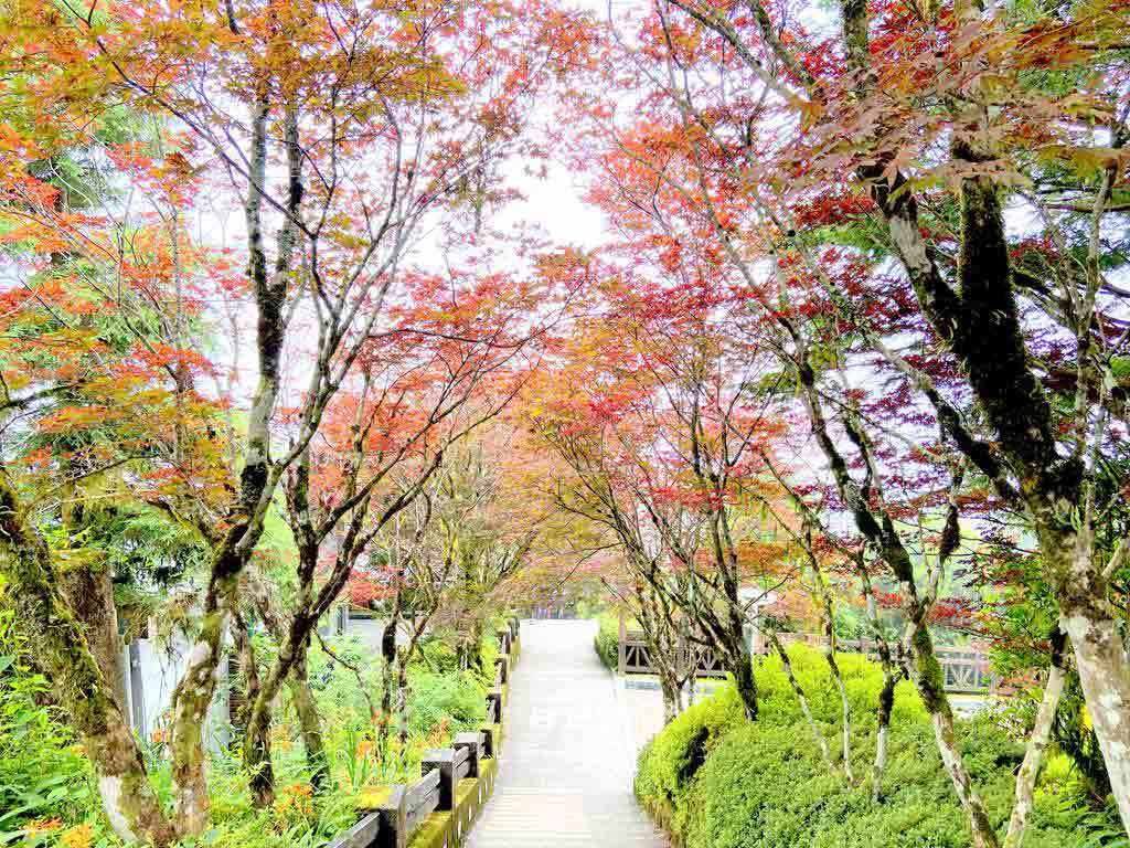 宜蘭太平山國家森林遊樂區