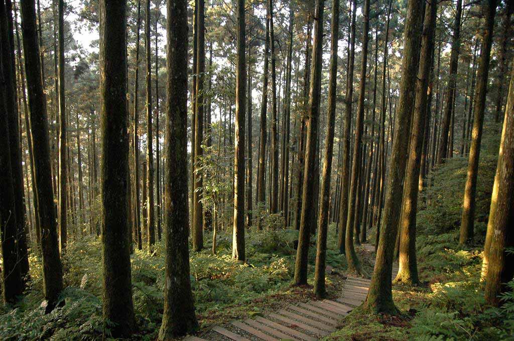 東眼山國家森林遊樂區